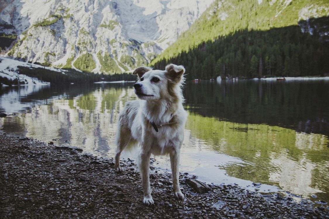 perro lago